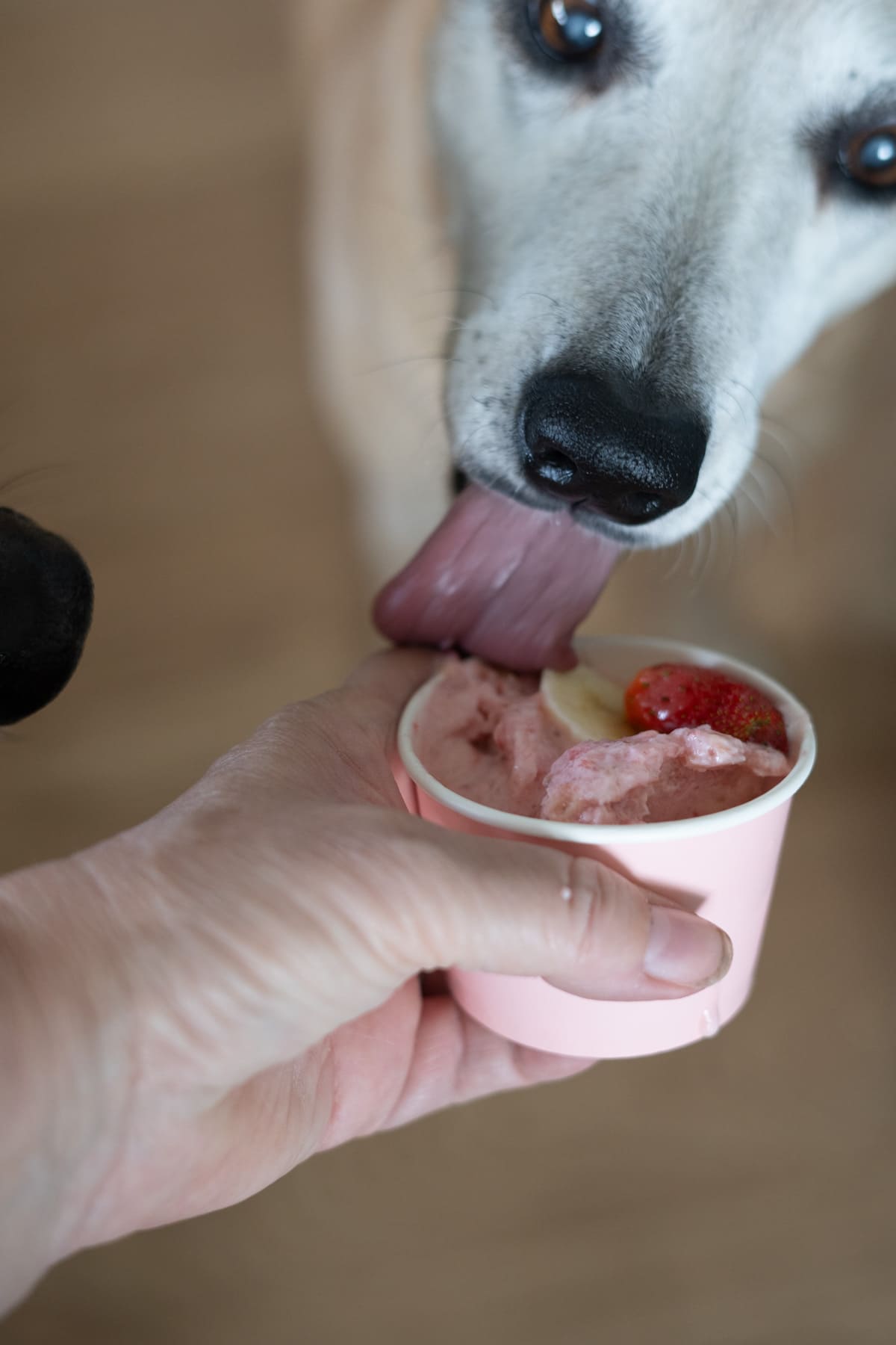 A dog licks a pink cup of ice cream with fruit on top, held by a person's hand.