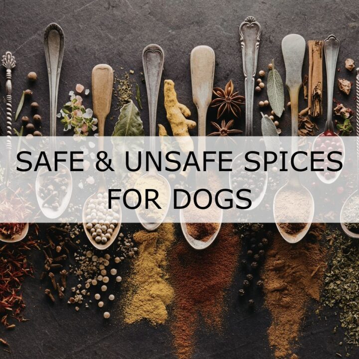 Various spices and herbs arranged on spoons and scattered on a dark surface with the text "SAFE & UNSAFE SPICES FOR DOGS" overlaid in the centre.