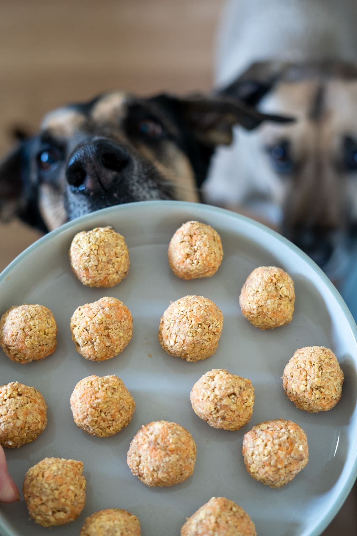 Two dogs look at a plate of round banana carrot dog treats, arranged in neat rows on a light-coloured plate.