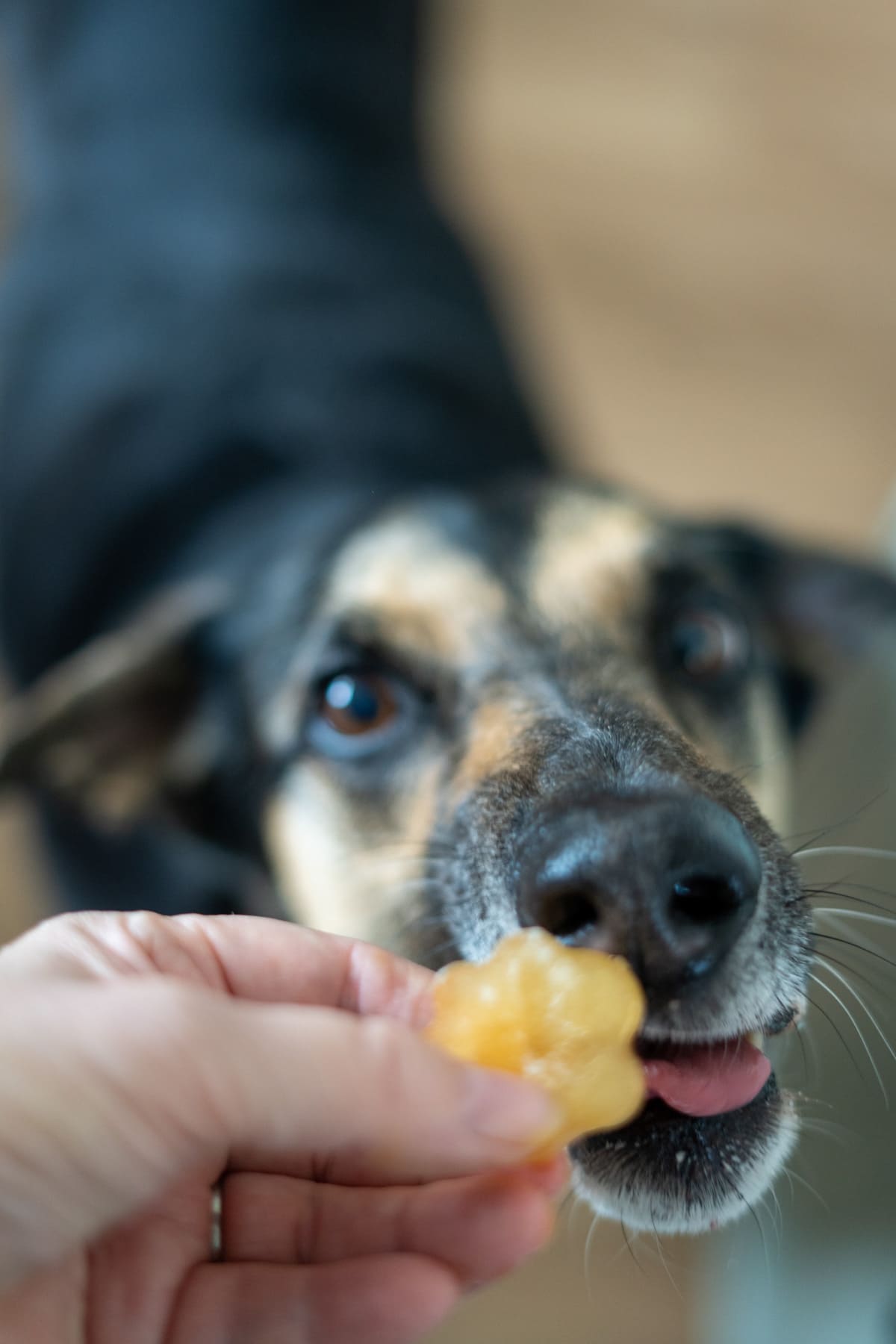 A person holds a piece of food while a black and tan dog reaches out with its tongue to lick it, eagerly hoping for a taste of beef bone broth for dogs.