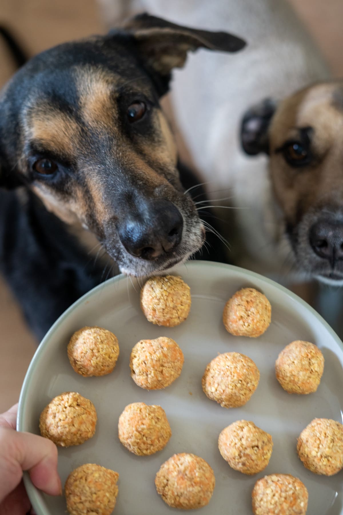 Two dogs look at a plate of round, homemade banana and carrot dog treats, with one dog reaching towards the plate.