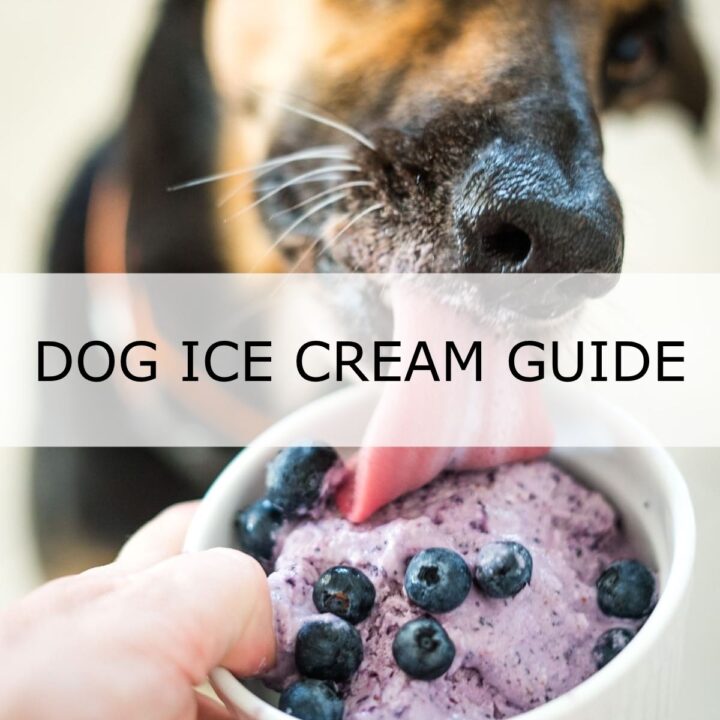 A dog licks a bowl of purple ice cream topped with blueberries, with text overlay reading "Dog Ice Cream Guide.