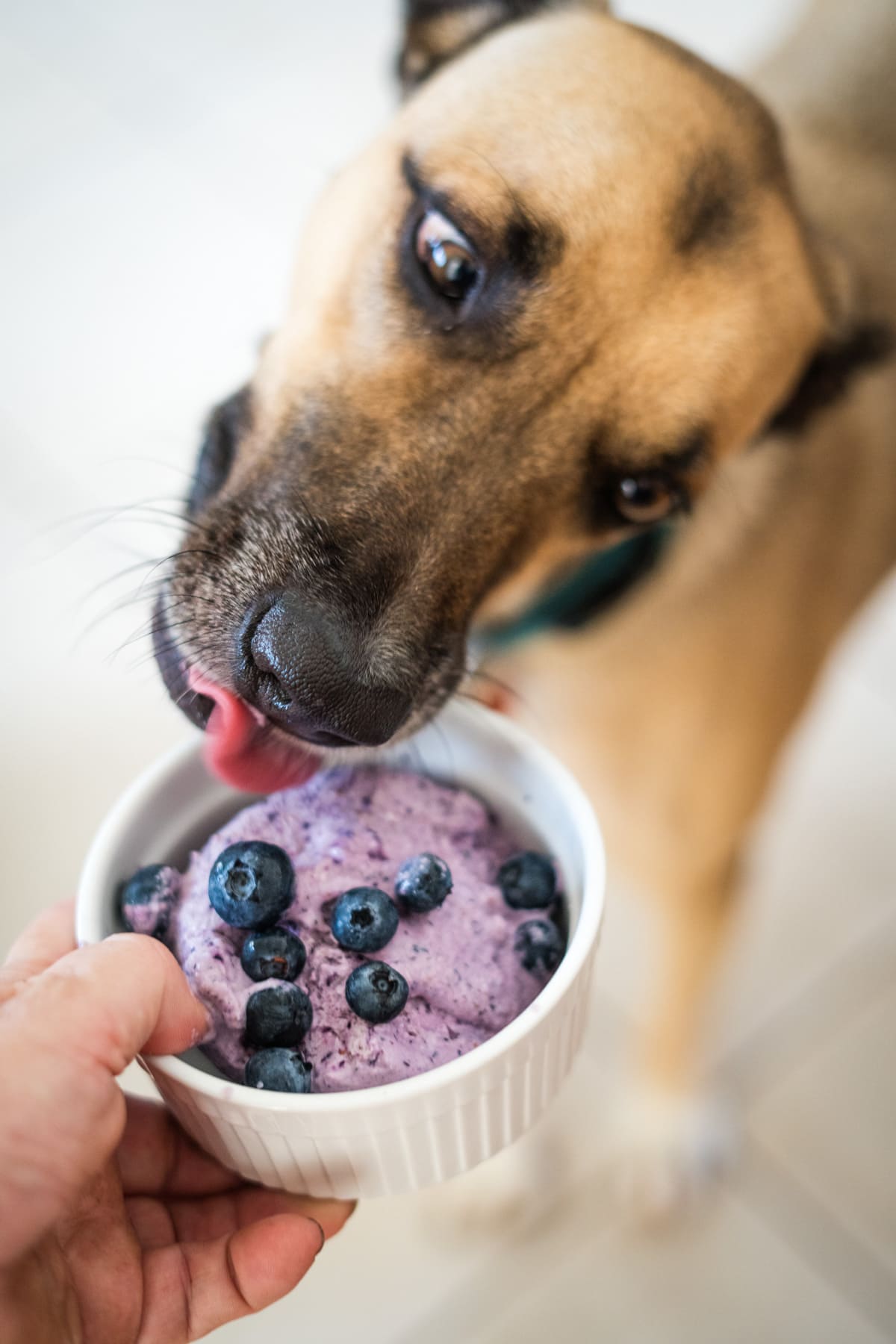 A dog licks a bowl of blueberry ice cream topped with fresh blueberries, held by a person's hand.