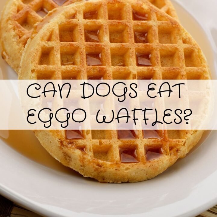 Two Eggo waffles on a plate with syrup and the text "Can dogs eat Eggo waffles?" overlaid in the centre.