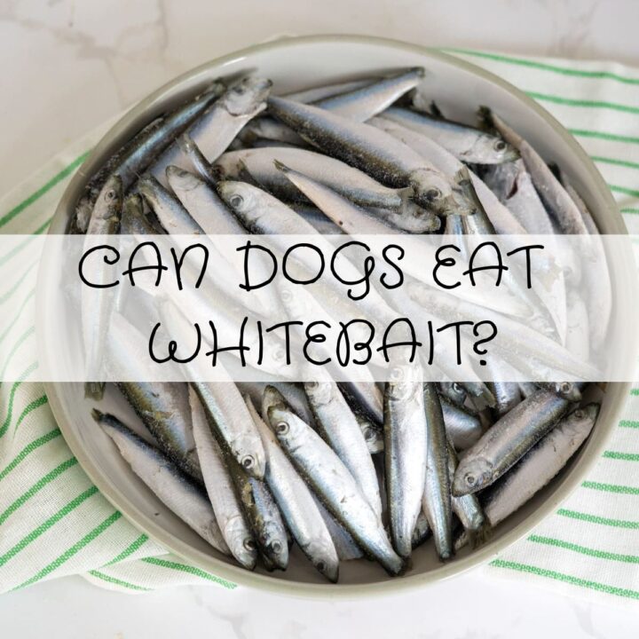 A bowl filled with raw whitebait fish sits on a striped cloth, with the question "Can dogs eat whitebait?" displayed boldly across the image.