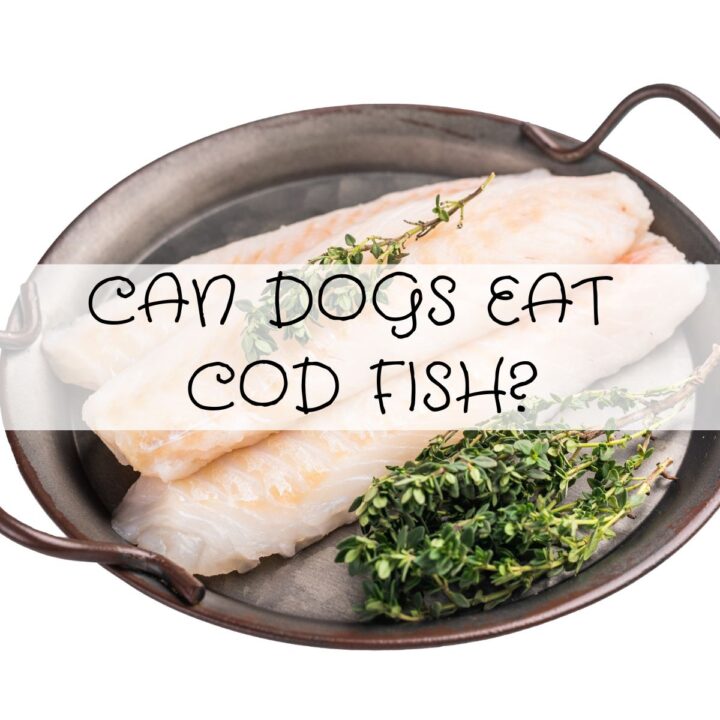 A metal baking tray with raw cod fillets and fresh thyme, overlaid with the question "Can dogs eat cod fish?" in bold text.