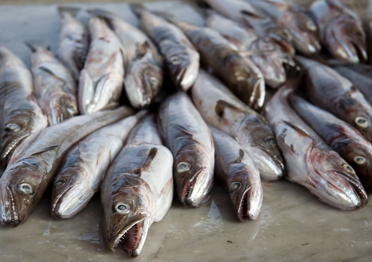 A group of freshly caught fish with silvery bodies and open mouths are laid out on a wet surface.
