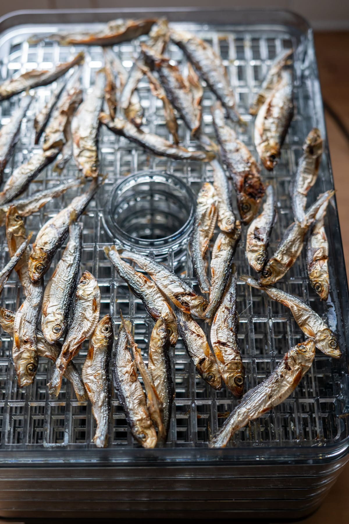 Small dried fish arranged on a metal mesh tray, likely being dehydrated or stored.