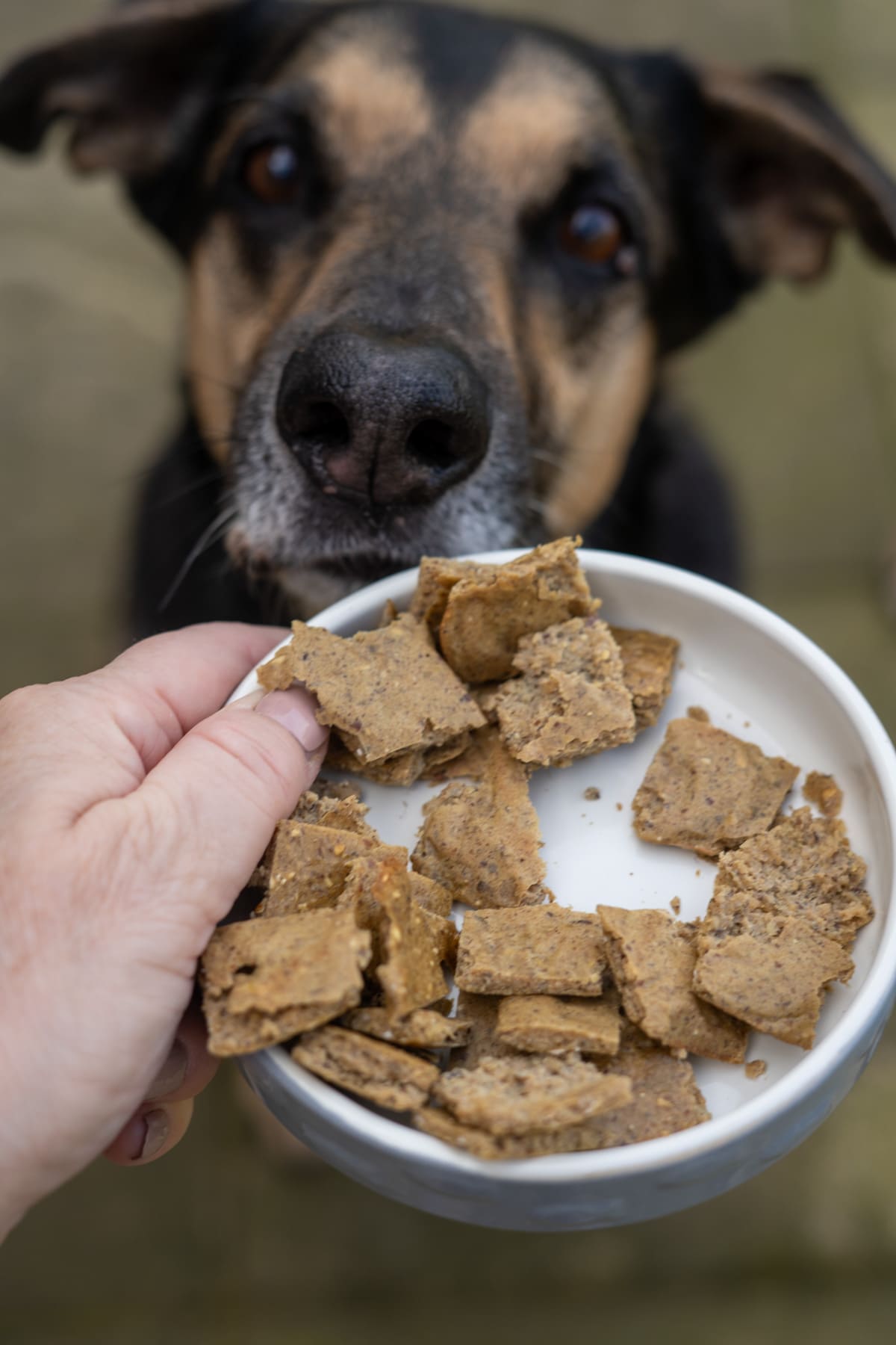 A hand holds a bowl of homemade duck dog treats in front of a black and brown dog looking up expectantly.