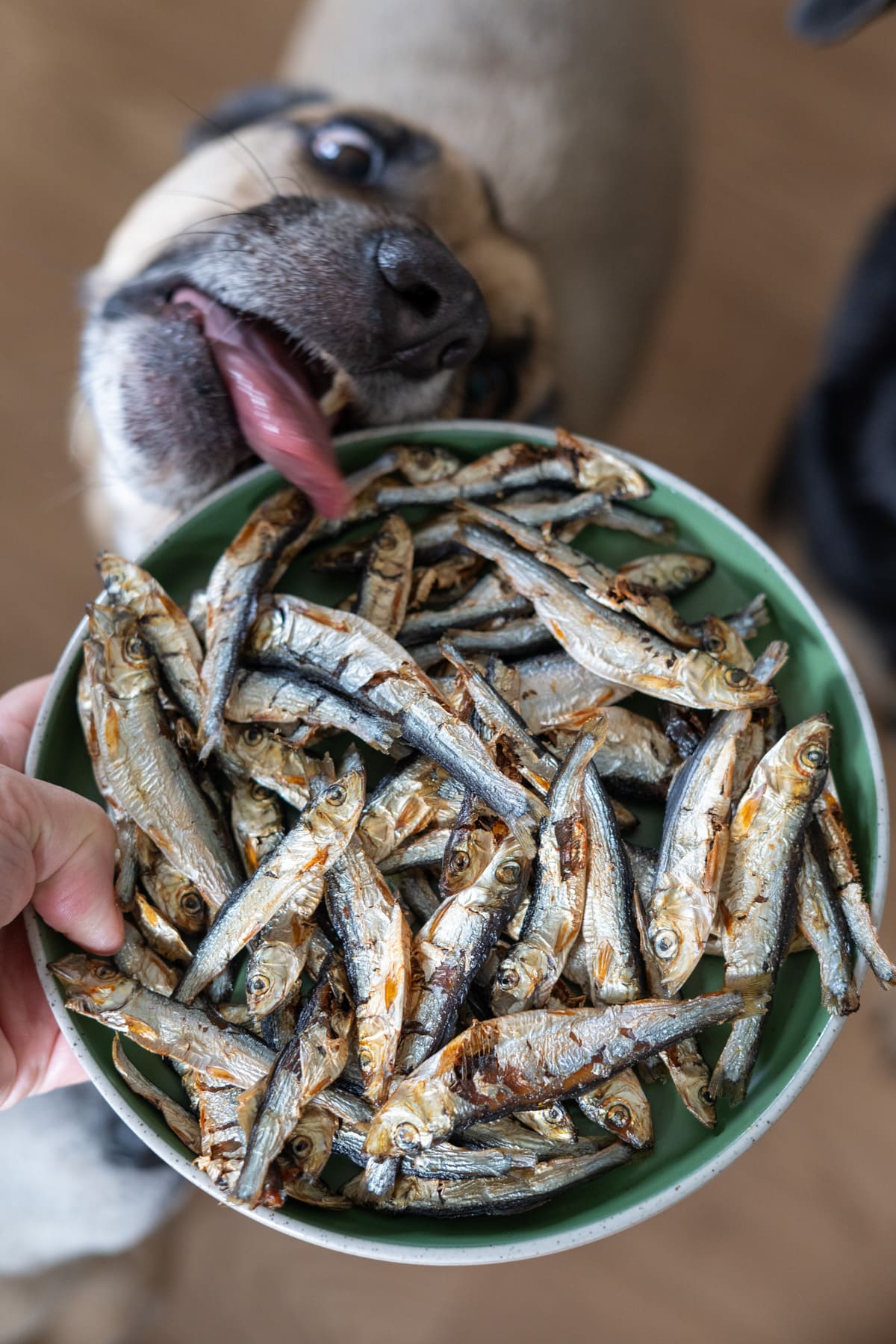 A dog reaches with its tongue towards a green bowl filled with dried fish, held by a person.