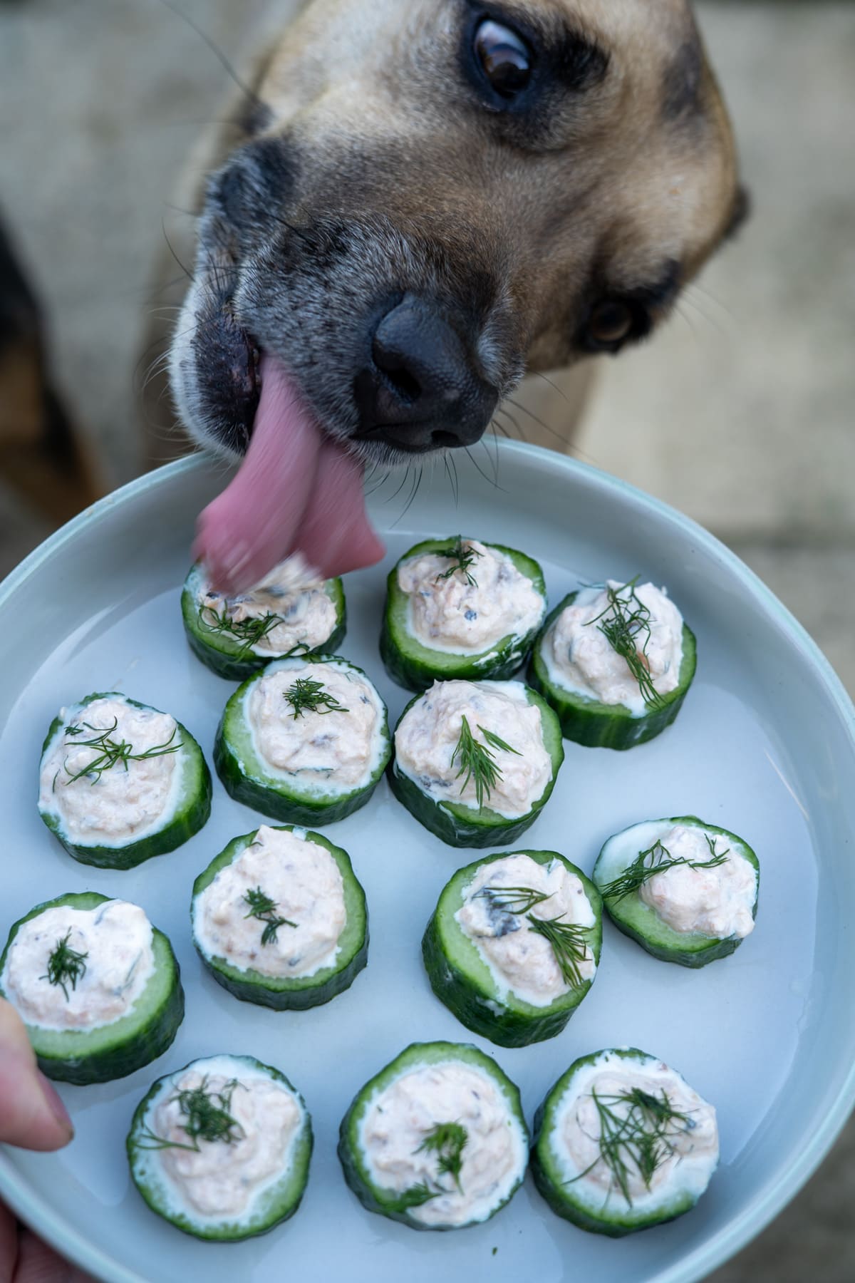 A dog licks a plate of cucumber slices topped with a creamy mixture and garnished with dill.