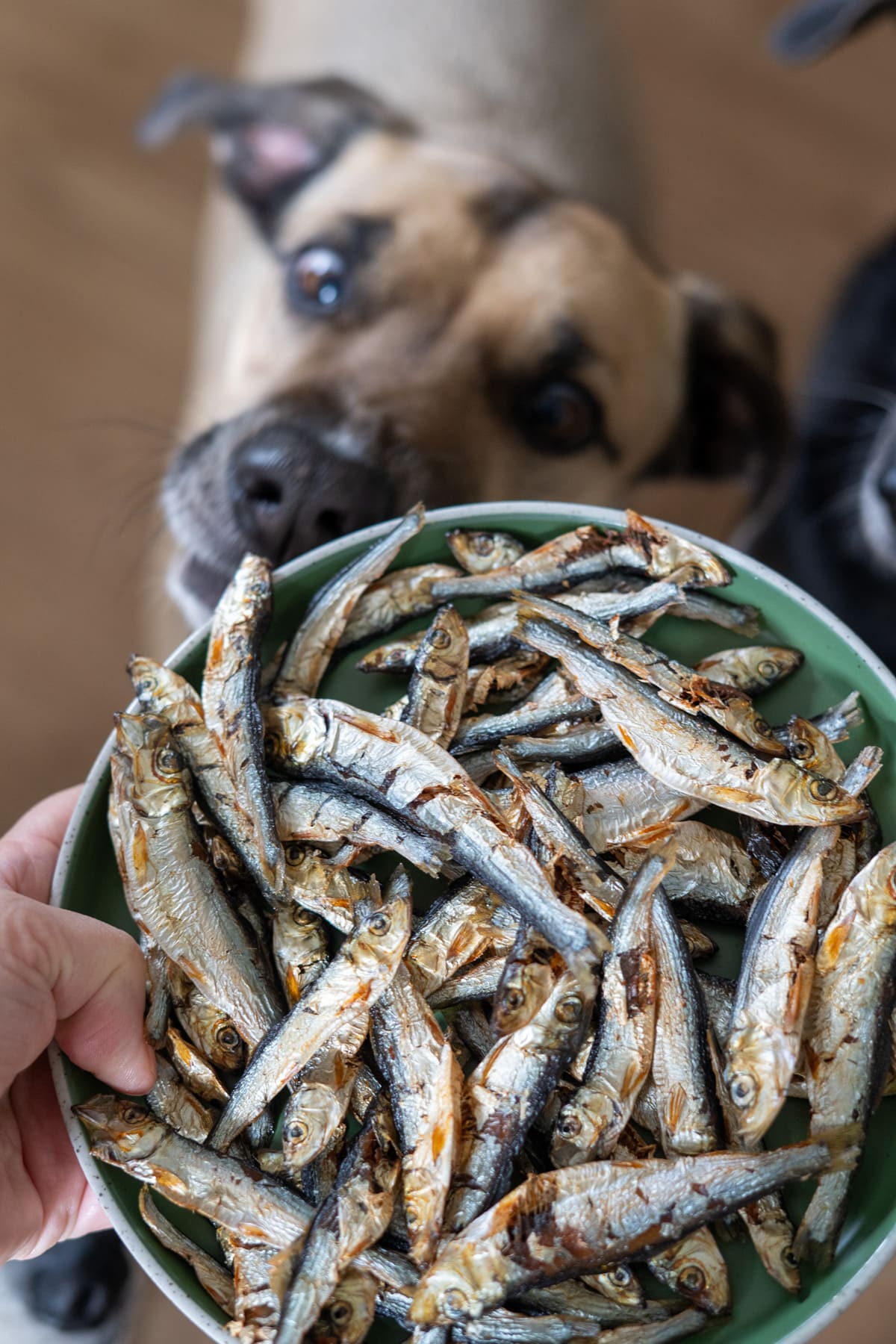A hand holds a green bowl filled with dried fish whilst a dog looks at the bowl from behind, wondering, can dogs eat whitebait?.