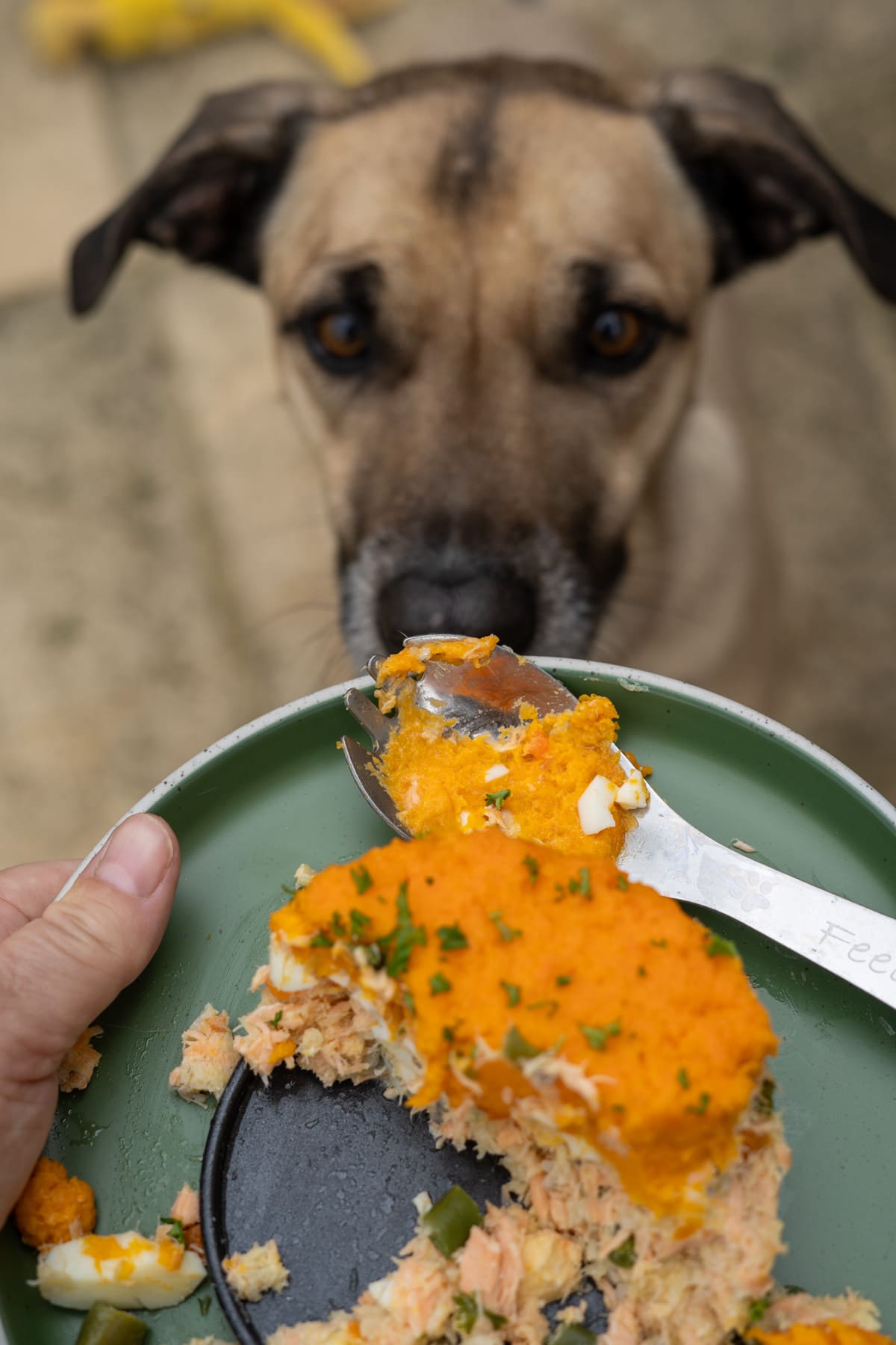 A person holds a plate with a slice of food topped with orange mash and herbs while a dog looks at the food attentively in the background.