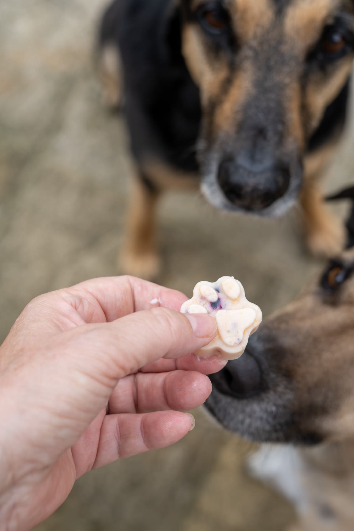 A hand holds a frozen peach and blueberry dog treat in front of two dogs, one eagerly sniffing the paw-shaped snack.