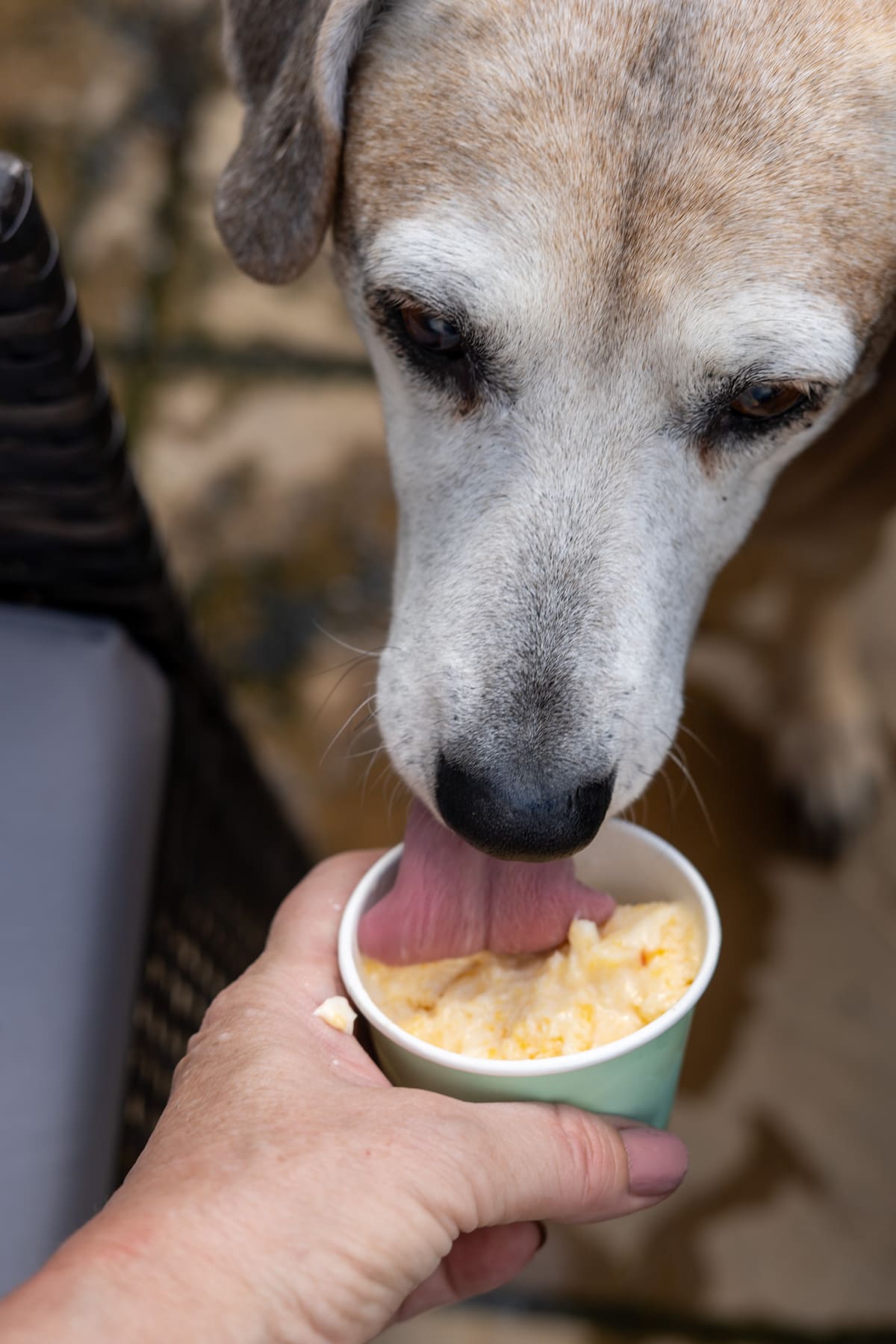 A dog is licking ice cream from a cup held by a person's hand.