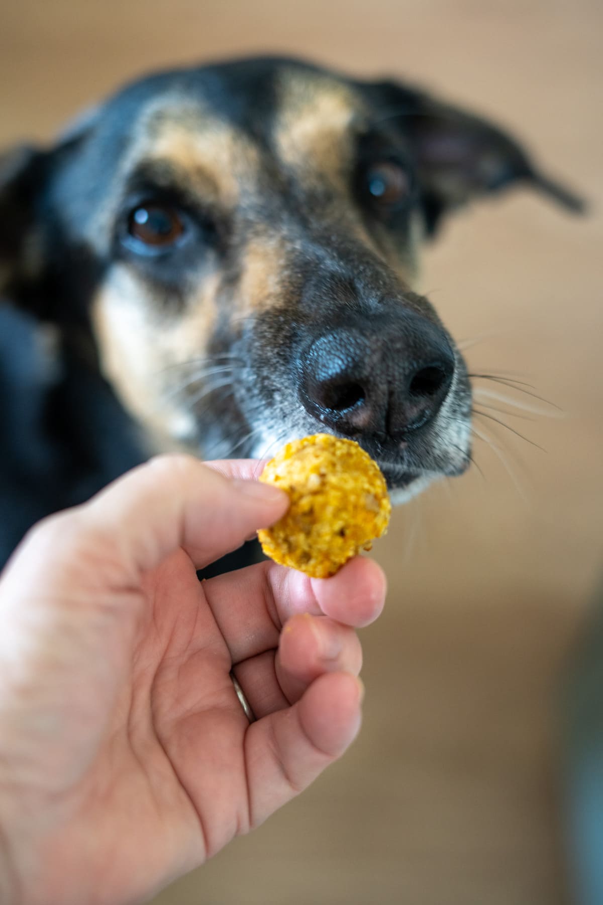 A hand holding a round treat in front of a dog's nose as the dog looks closely at the treat.