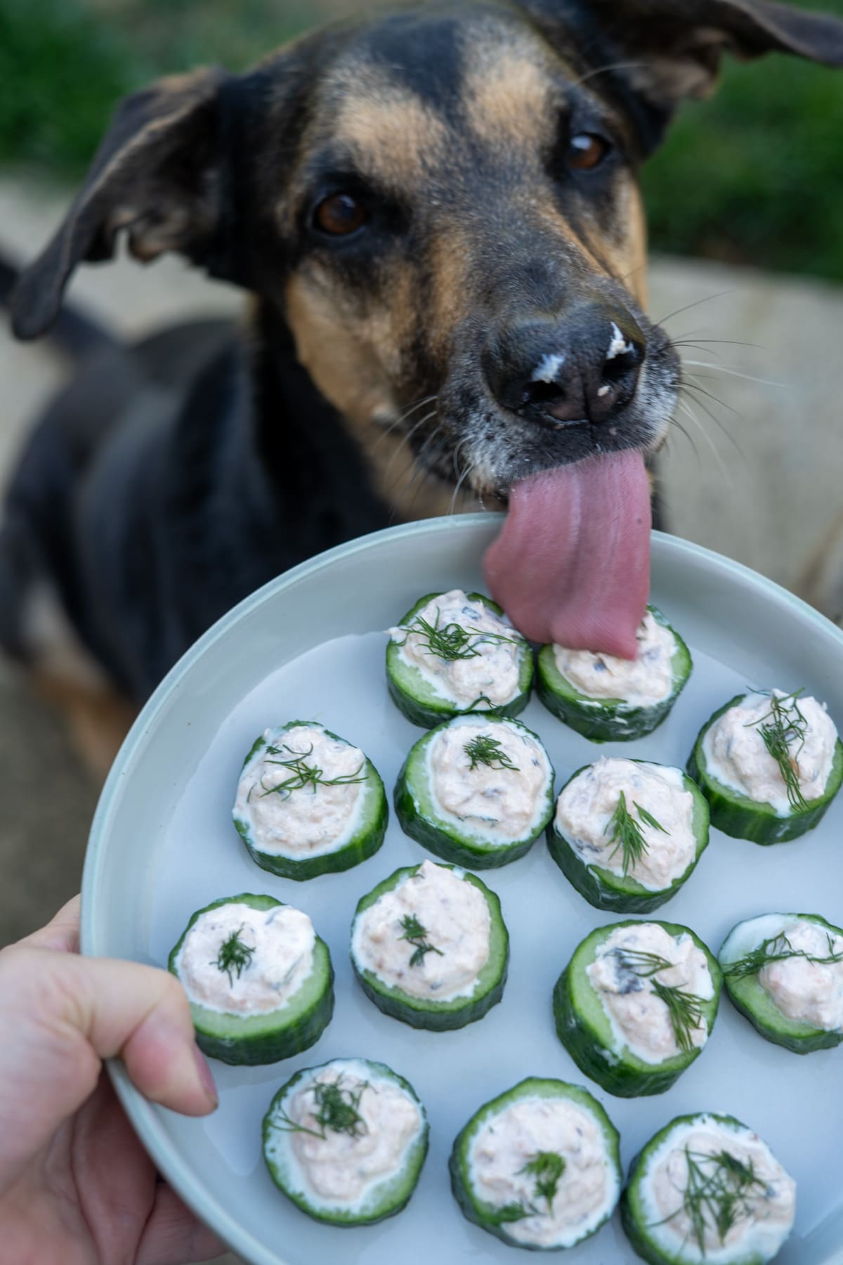 A dog licking a plate of cucumber slices topped with a creamy mixture and dill garnish, held by a person.