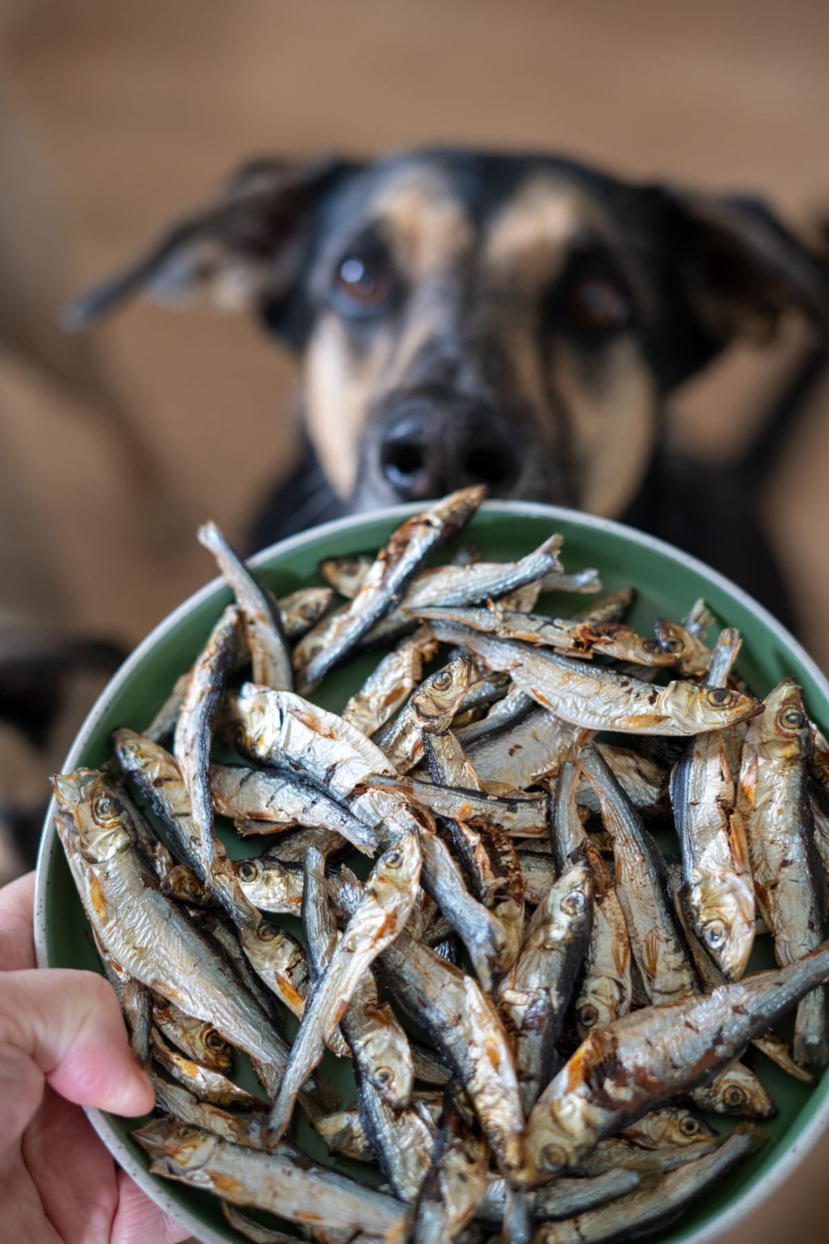 A hand holds a green bowl filled with dried fish, whilst a dog in the background looks intently at the bowl.