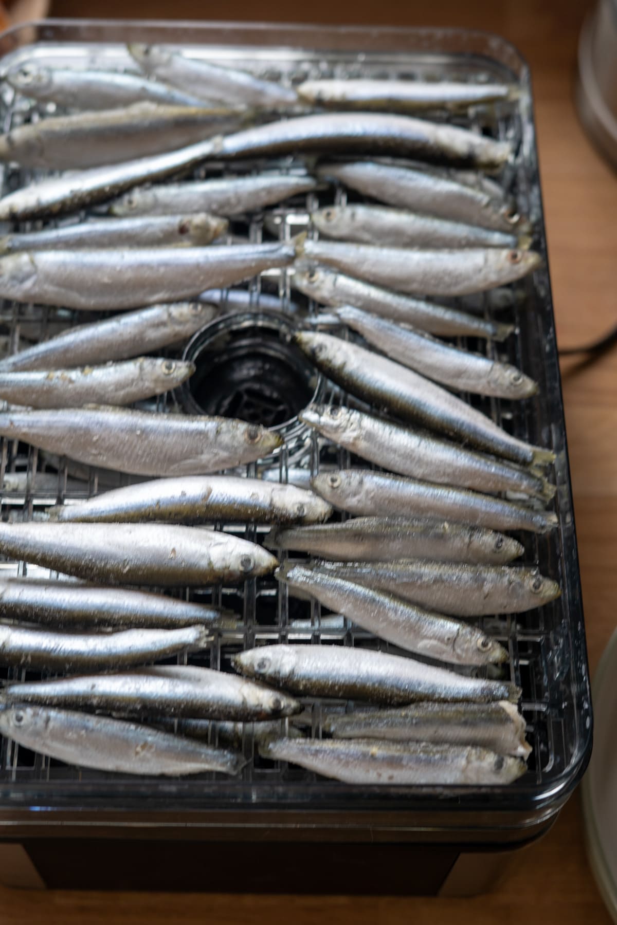 A tray filled with small whole fish arranged in rows, placed on a wire rack, likely for drying or processing.