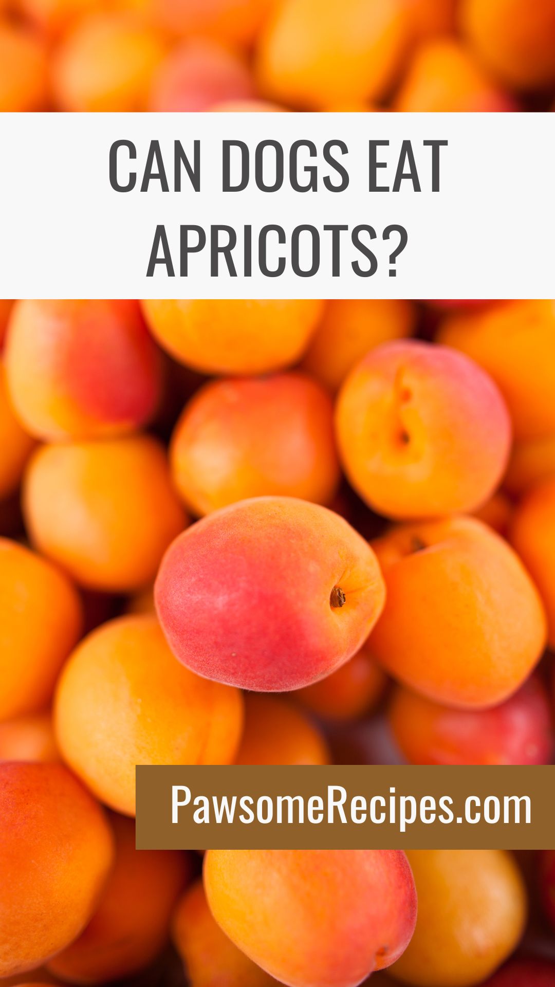 A pile of fresh apricots is shown with the text, "Can dogs eat apricots?" and the website "PawsomeRecipes.com" to answer whether dogs can eat apricots safely.