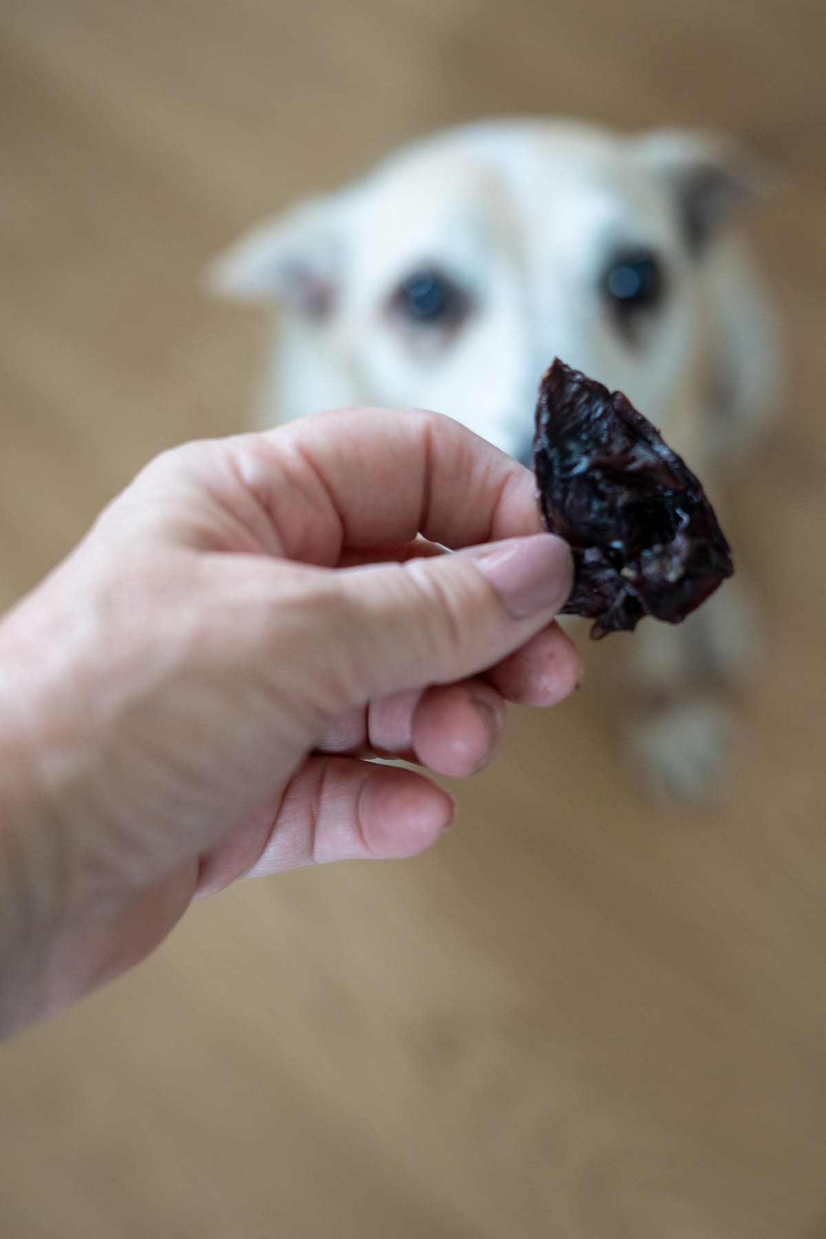 A hand holding a dark-coloured dog treat in the foreground, with a white dog looking up expectantly in the blurred background.