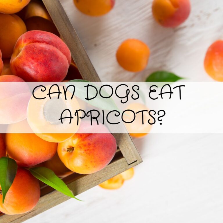 A wooden crate filled with apricots, with the text "Can dogs eat apricots?" written across the image.