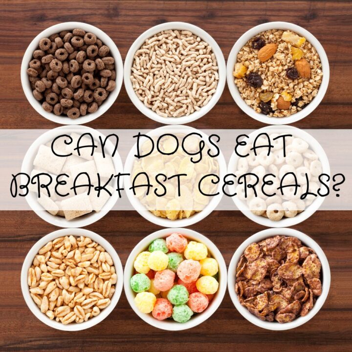 Nine bowls of different breakfast cereals on a wooden surface with the question "Can dogs eat breakfast cereals?" overlaid in the centre, sparking curiosity about sharing your morning meal with your furry friend.