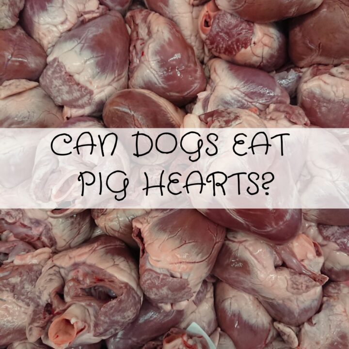 A pile of raw pig hearts with overlaid text that reads, "Can dogs eat pig hearts?".