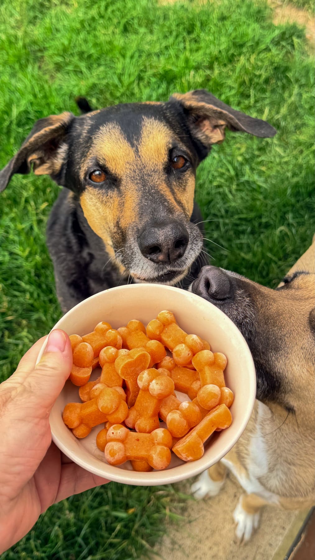 A person holds a bowl of carrot bone broth dog treats while two dogs, one black and tan and one tan, eagerly eye the treats outdoors on green grass.
