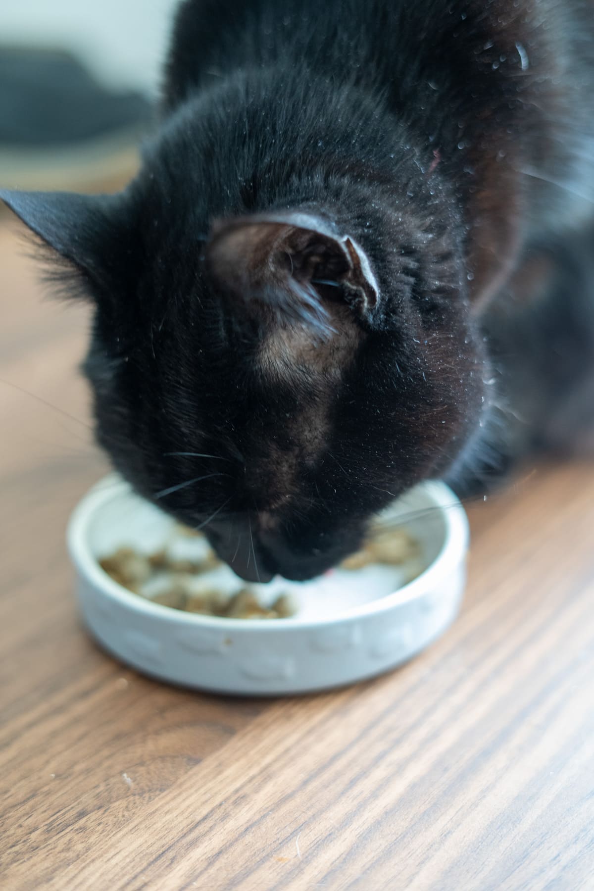 A black cat enjoys chicken sardine cat treats from a white food bowl on a wooden floor.