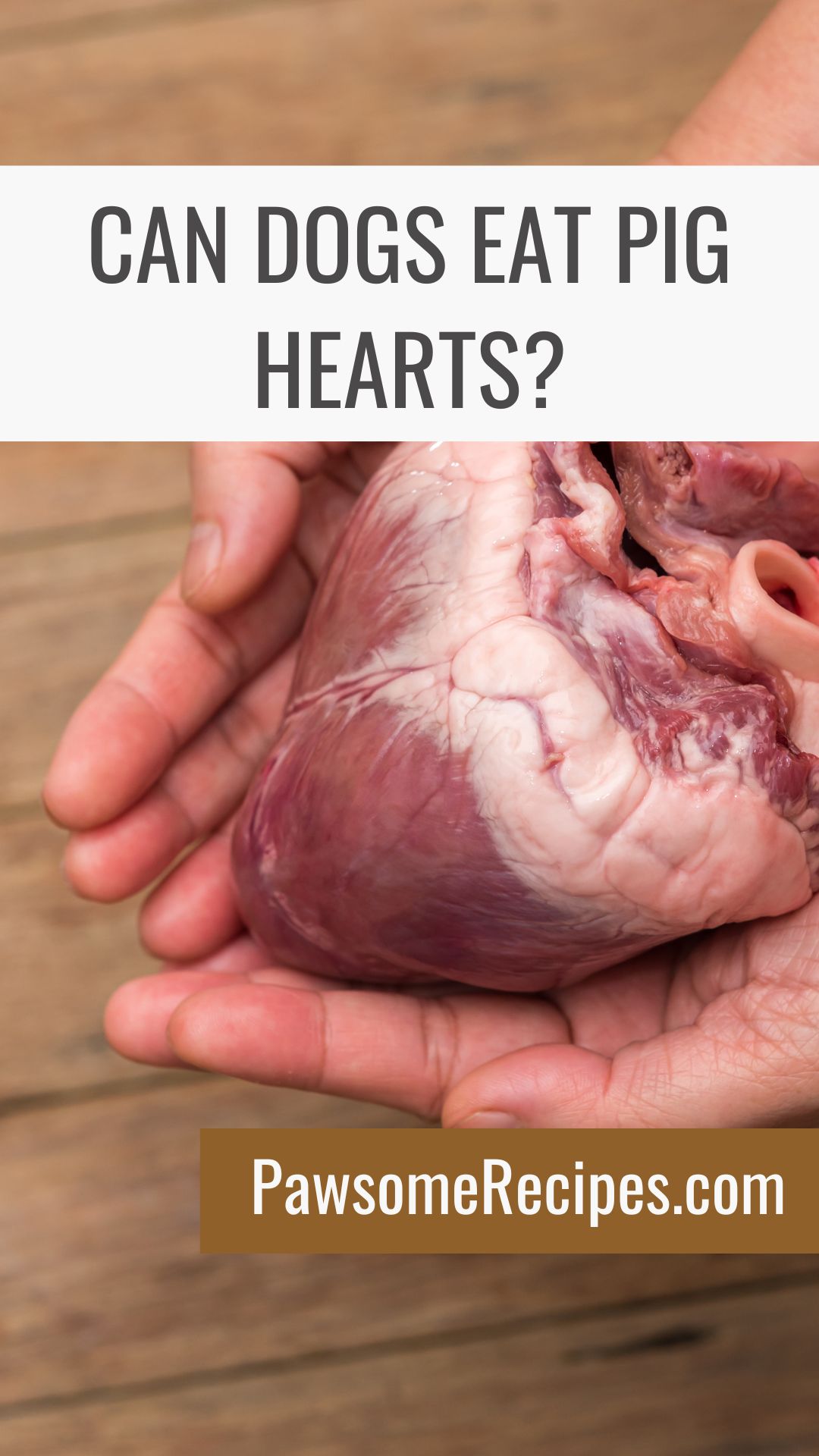 A person holds a raw pig heart in their hands. Text above asks, "Can dogs eat pig hearts?"—the question every pet owner wonders. The website "PawsomeRecipes.co.uk" is displayed.