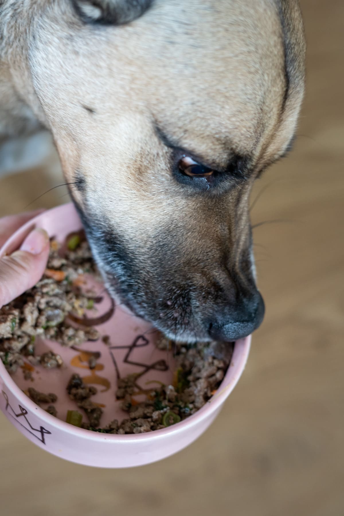 A dog enjoys eating a beef dog food recipe from a pink bowl held by a person's hand, with some food still remaining in the bowl.