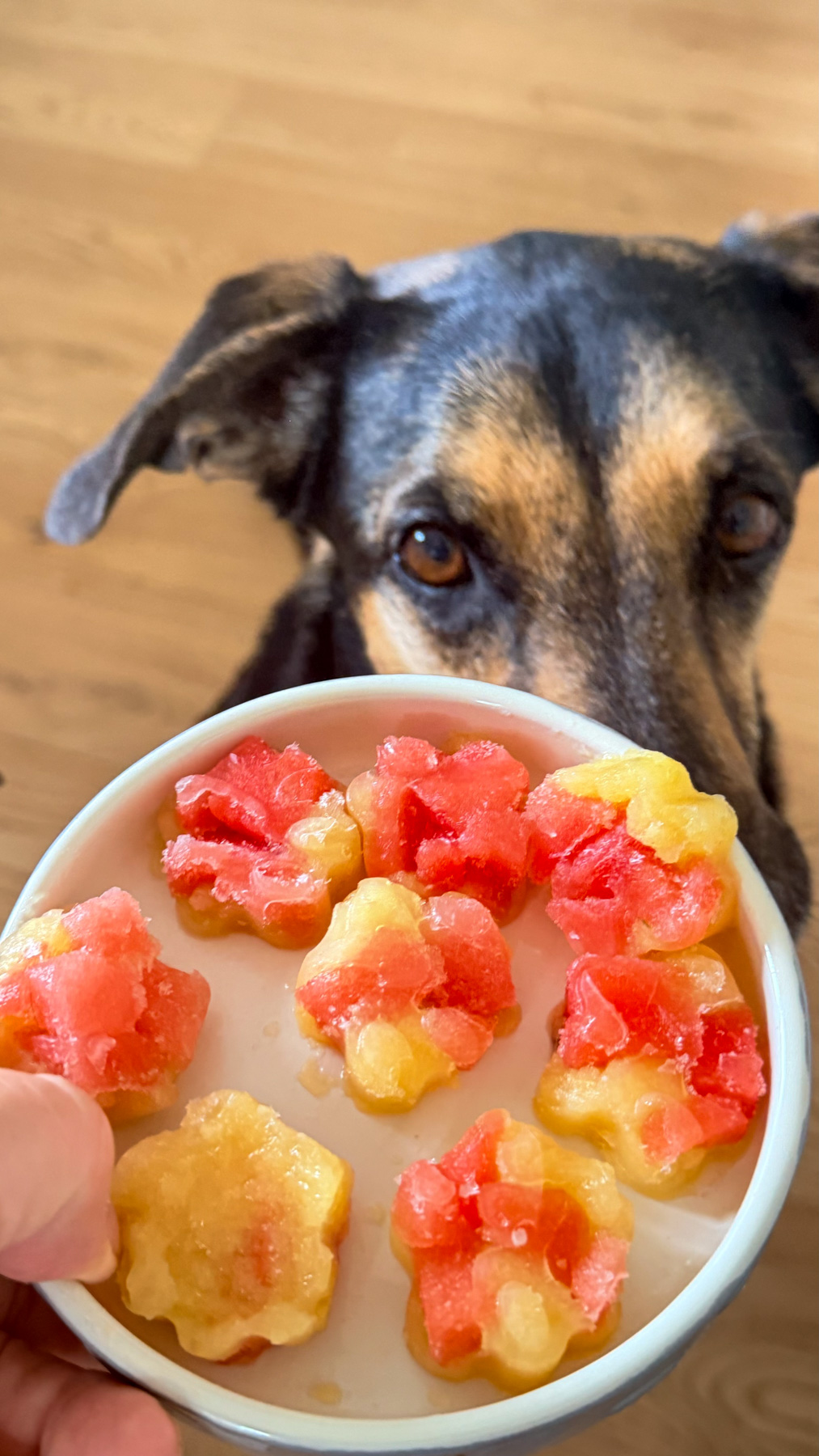 A dog looks at a bowl of paw-shaped frozen treats made of red and yellow fruit, held by a person over a wooden floor.