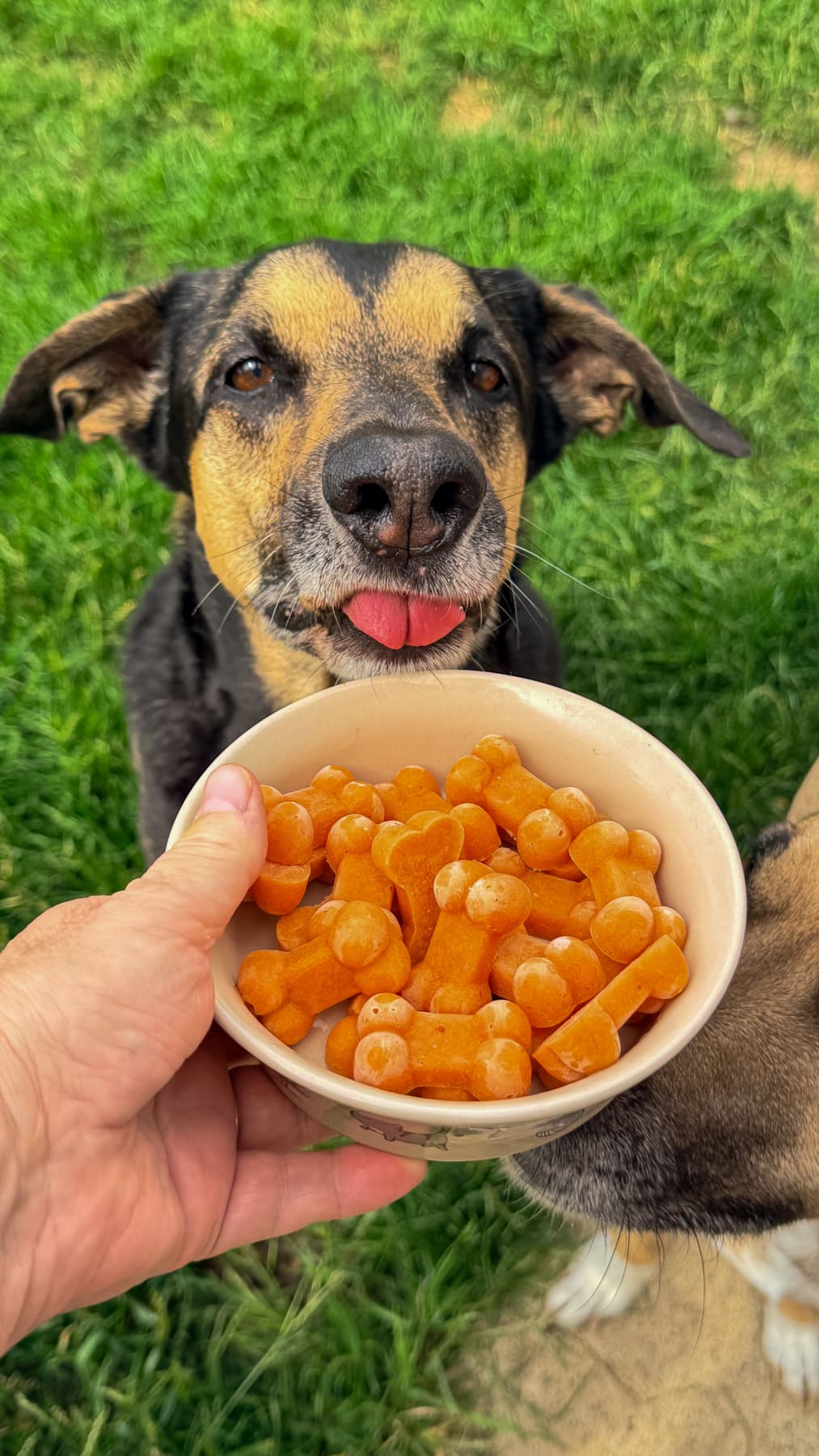 A person holds a bowl of carrot bone broth dog treats in front of a dog with its tongue out, standing on grass.