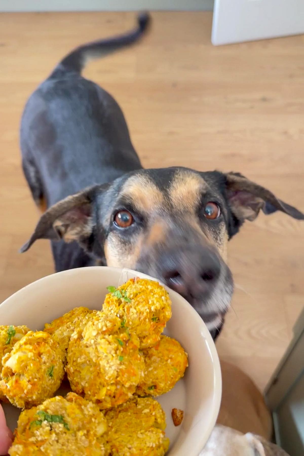 A dog looks up at a bowl of homemade cod and carrot dog treats, shaped into small round pieces, held in a person's hand.