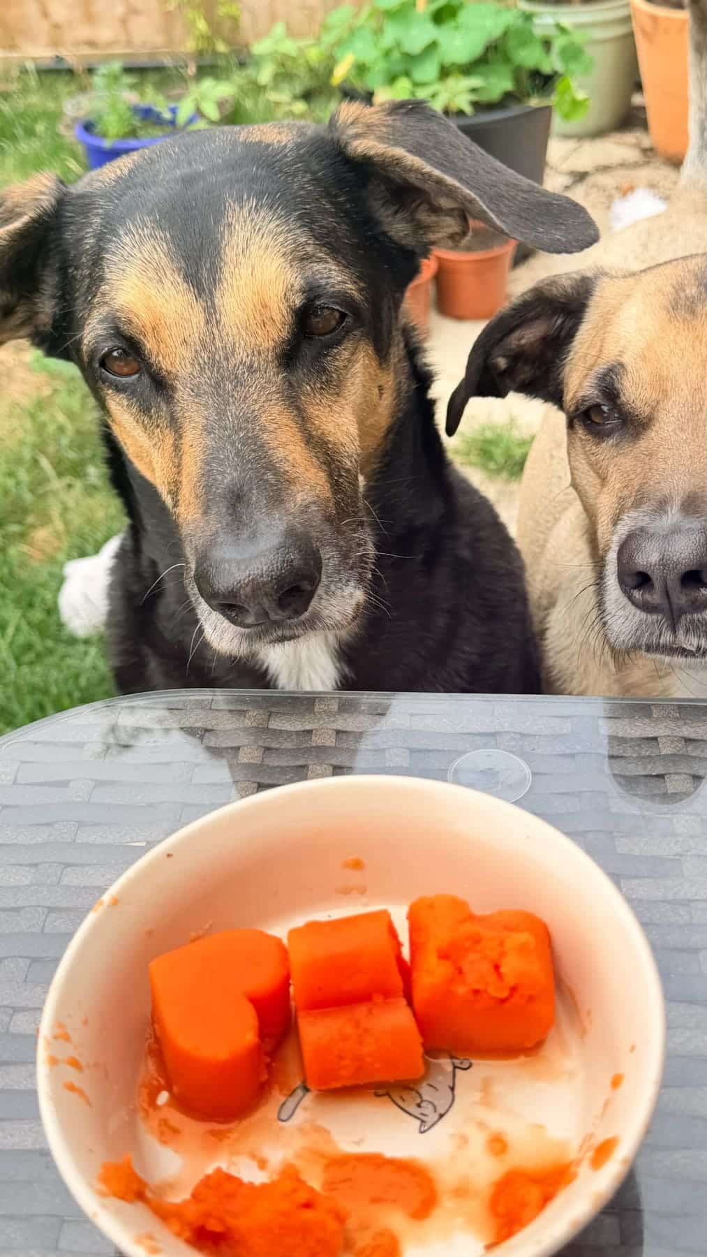 Two dogs look intently at a bowl on a table containing orange heart-shaped and cylindrical treats, with plants and pots visible in the background.