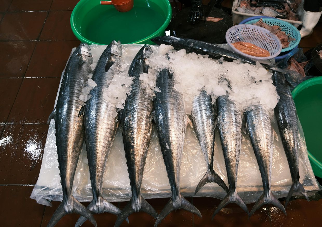 Eight large fish, considered among the best protein for dogs, are displayed on ice atop a market stall table, surrounded by green plastic basins and additional seafood in baskets.