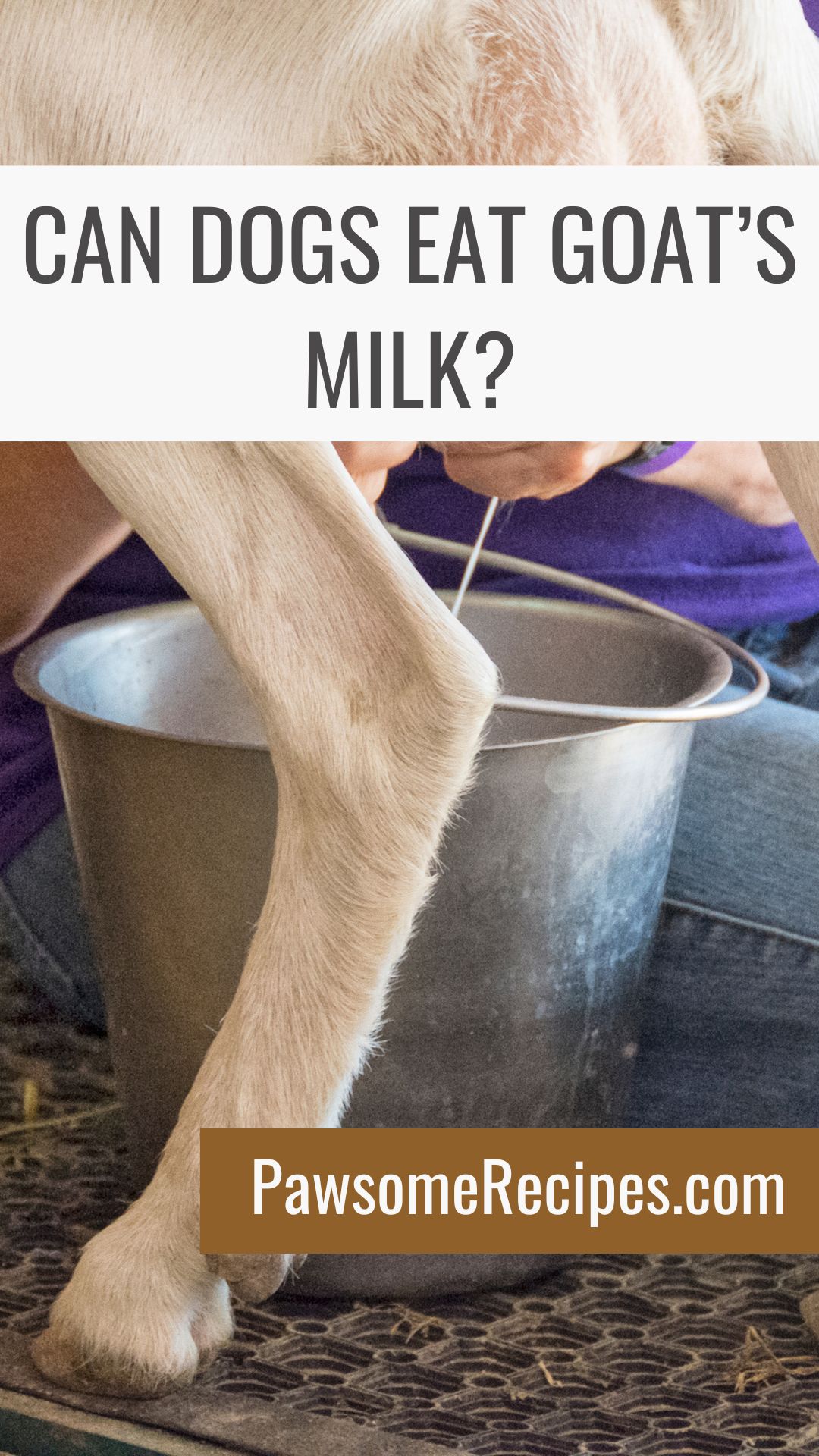 Person milking a goat into a metal bucket with text asking if dogs can eat goat’s milk and the website PawsomeRecipes.com displayed.