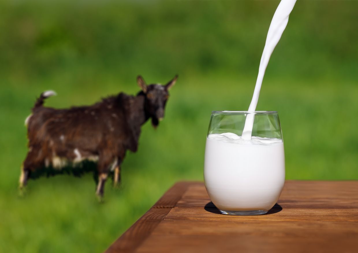 A glass of milk being poured on a wooden table outdoors, with a goat standing in a grassy field in the blurred background.