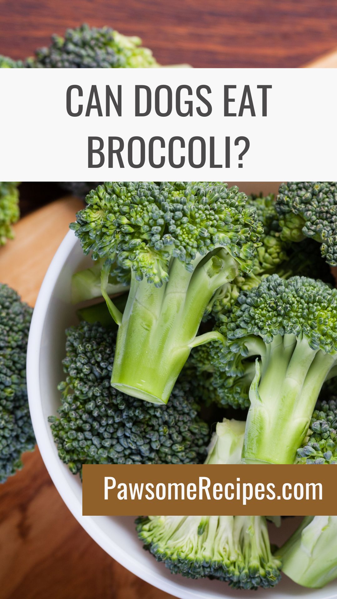 A bowl of fresh broccoli florets with text asking, "Can dogs eat broccoli?" and a website link, PawsomeRecipes.com.