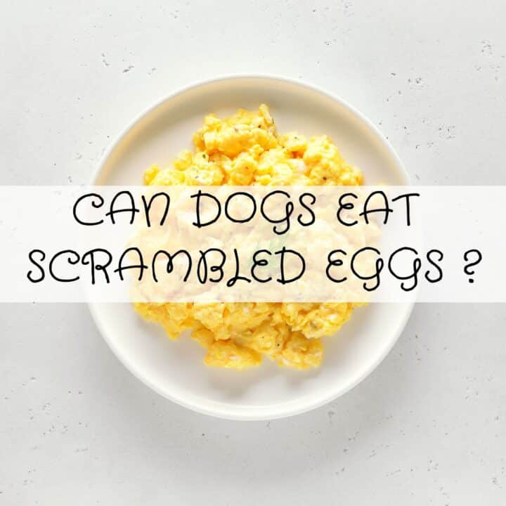 A plate of scrambled eggs on a white surface with the text “Can dogs eat scrambled eggs?” overlaid across the centre.
