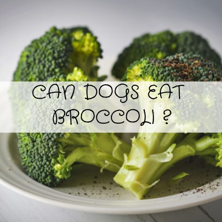 Three pieces of broccoli on a white plate with the text "Can dogs eat broccoli?" overlaid in a bold, decorative font, inviting viewers to consider whether dogs can eat broccoli safely.