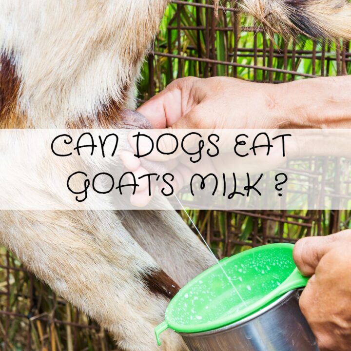 Person milking a goat into a green cup, with text over the image reading, "Can dogs eat goat's milk?" and a background of a wire fence and greenery.