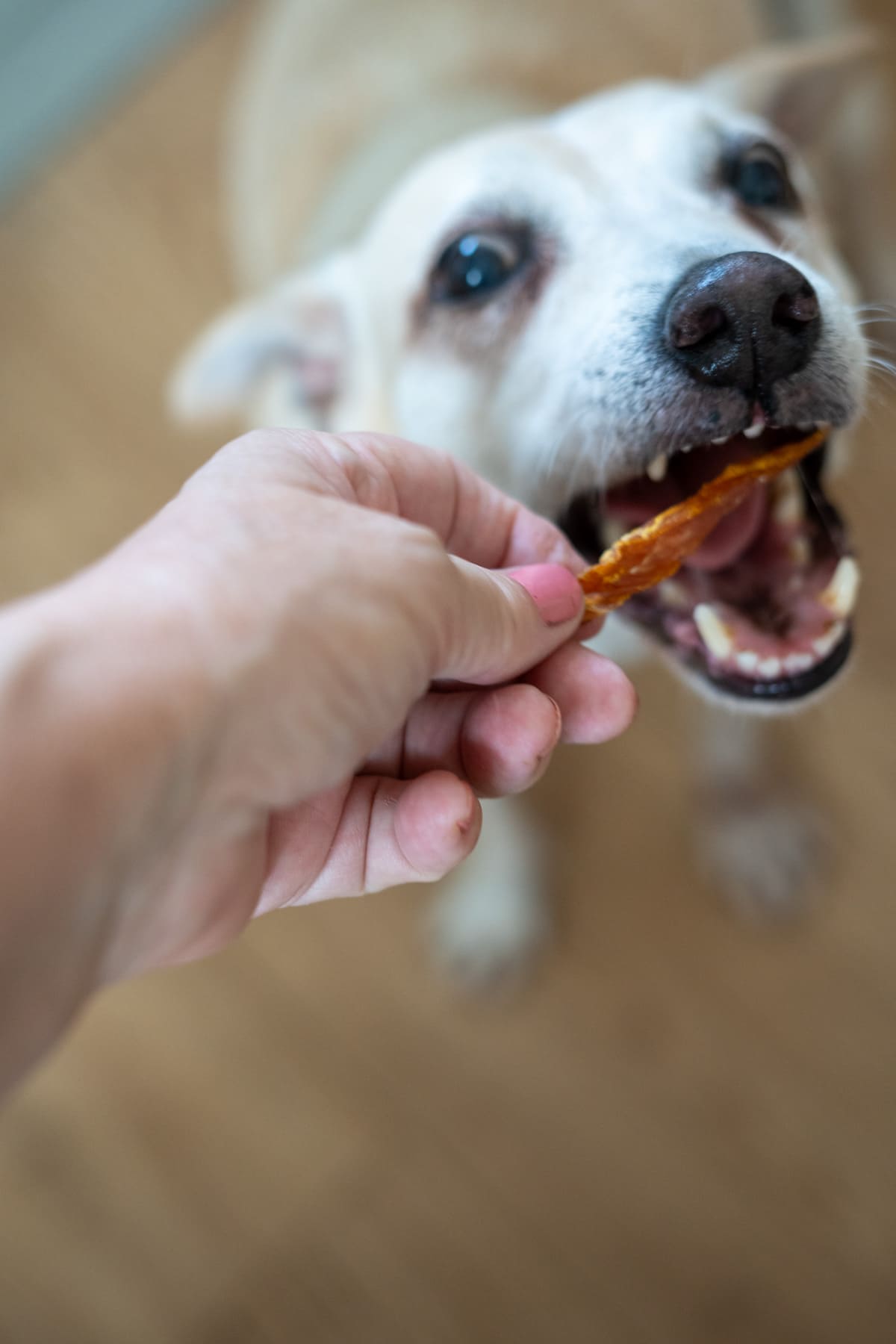 A hand holds a treat up to a light-coloured dog, who is eagerly taking a bite of delicious turkey jerky for dogs.