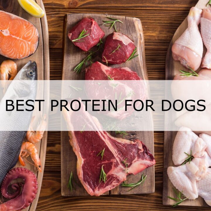 Various raw meats, including fish, prawns, salmon, beef, and chicken, are displayed on wooden boards with rosemary, with the text “Best Protein for Dogs” overlaid in the centre.