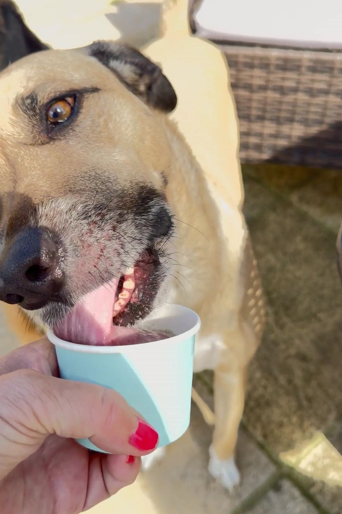 A dog licks sardine ice cream from a small blue cup held by a person with red-painted nails.