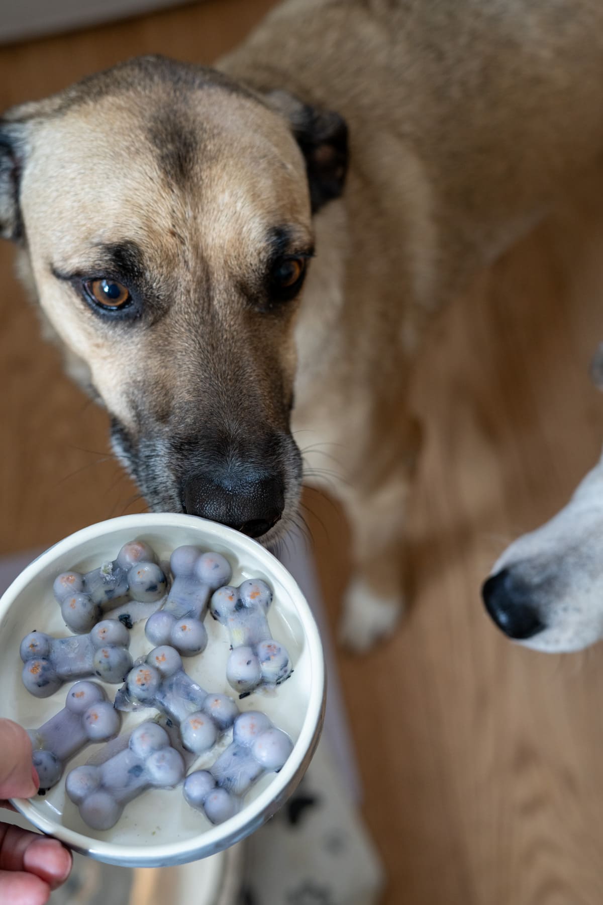 A dog looks at a bowl of bone-shaped frozen treats, while another dog's snout is visible nearby on a wooden floor.