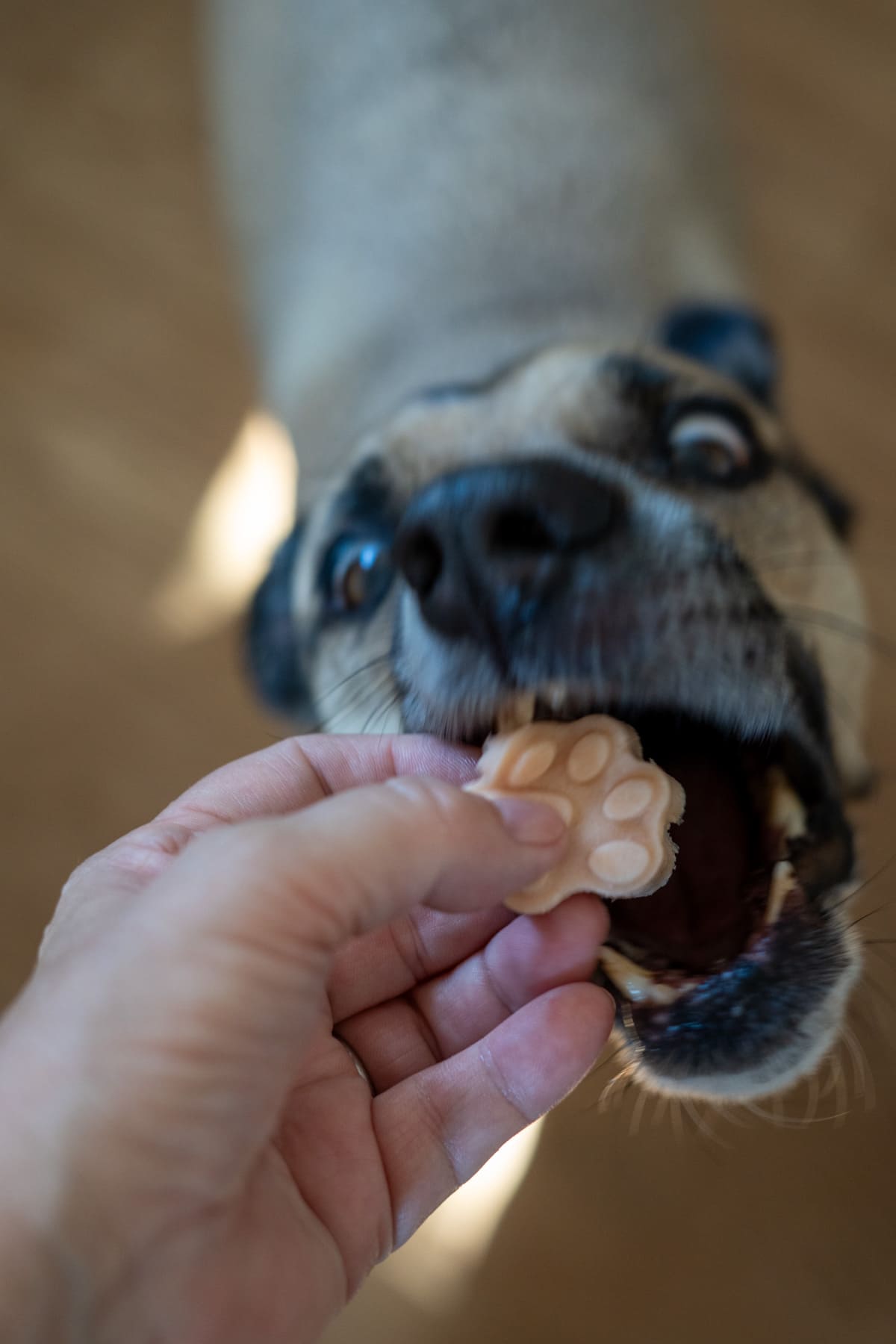 A person holds a paw-shaped salmon bone broth gummy while a dog excitedly opens its mouth to eat it.