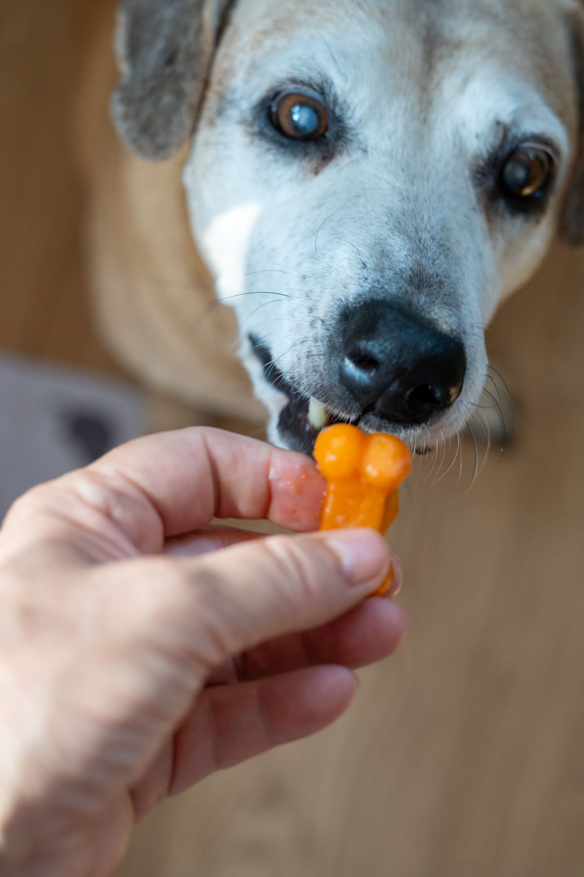 A person holds a small, orange, bone-shaped treat as a dog with white and brown fur eagerly takes a bite of the delicious Cantaloupe Pumpkin Frozen Dog Treats.