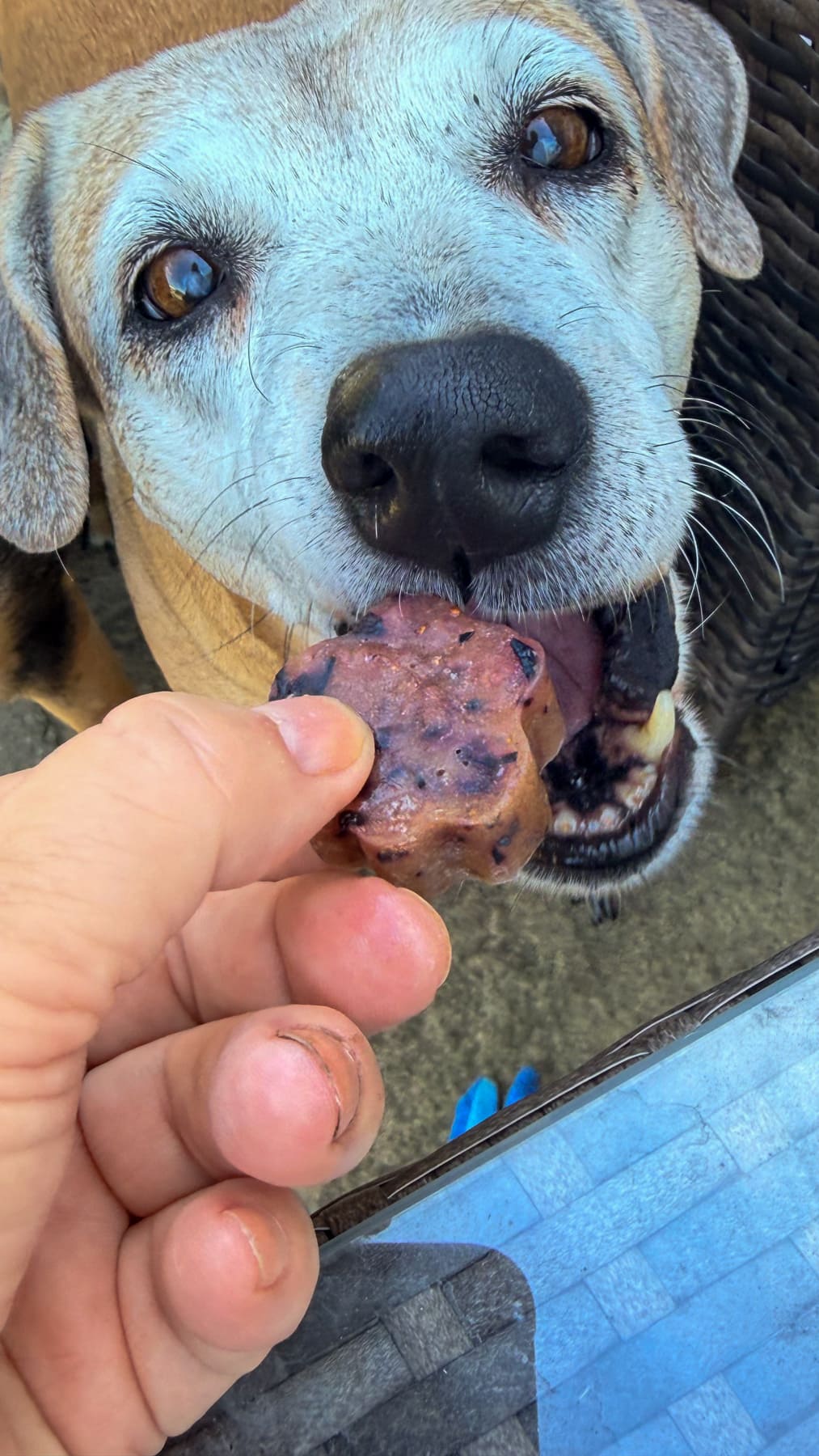 A person holds a frozen cantaloupe blueberry dog treat close to a dog's mouth as the dog eagerly takes a bite. The scene appears to be outdoors.